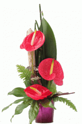 Livraison fleurs de « Fleurs exotiques
Composition Biguine »